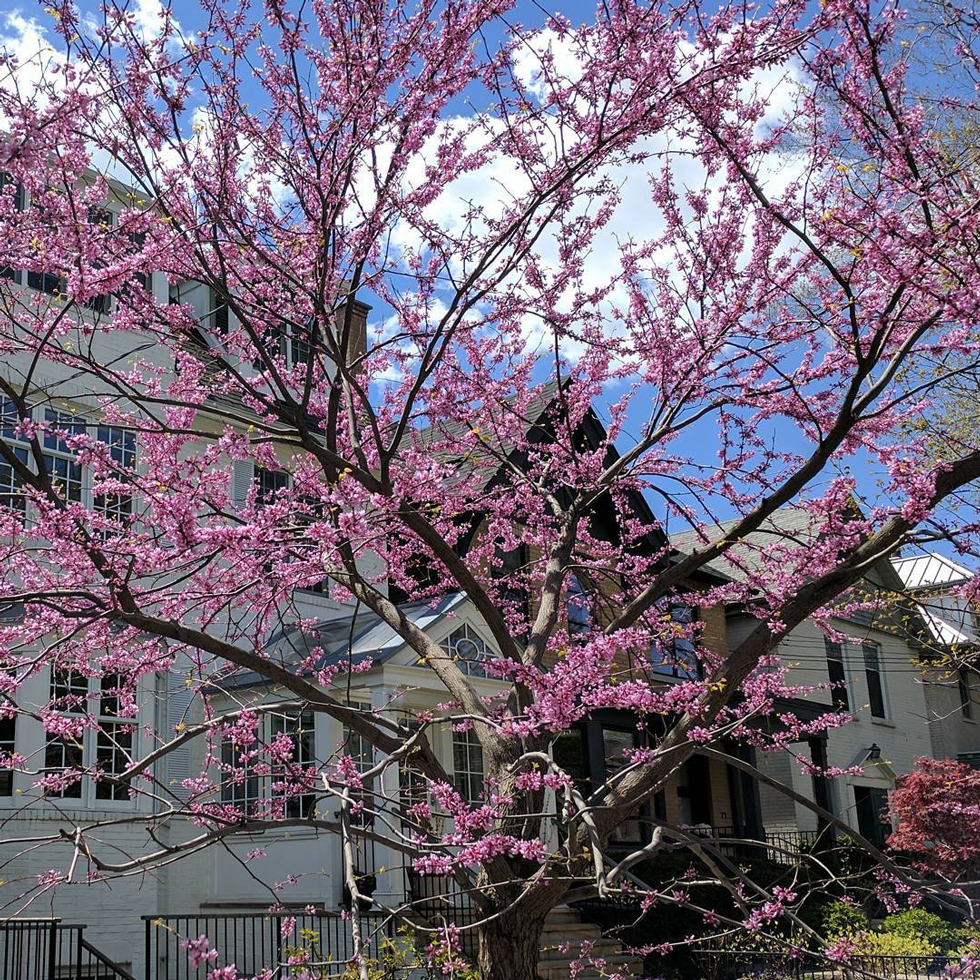 A large redbud tree in front of three houses