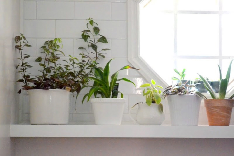 White room with plants on floating shelves