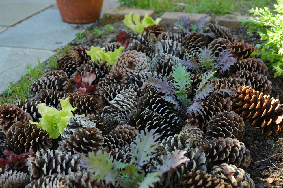 Pine cones in a garden bed