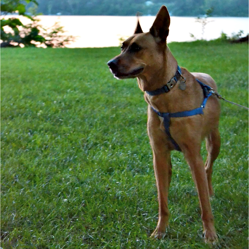 Brown dog in a field at dusk