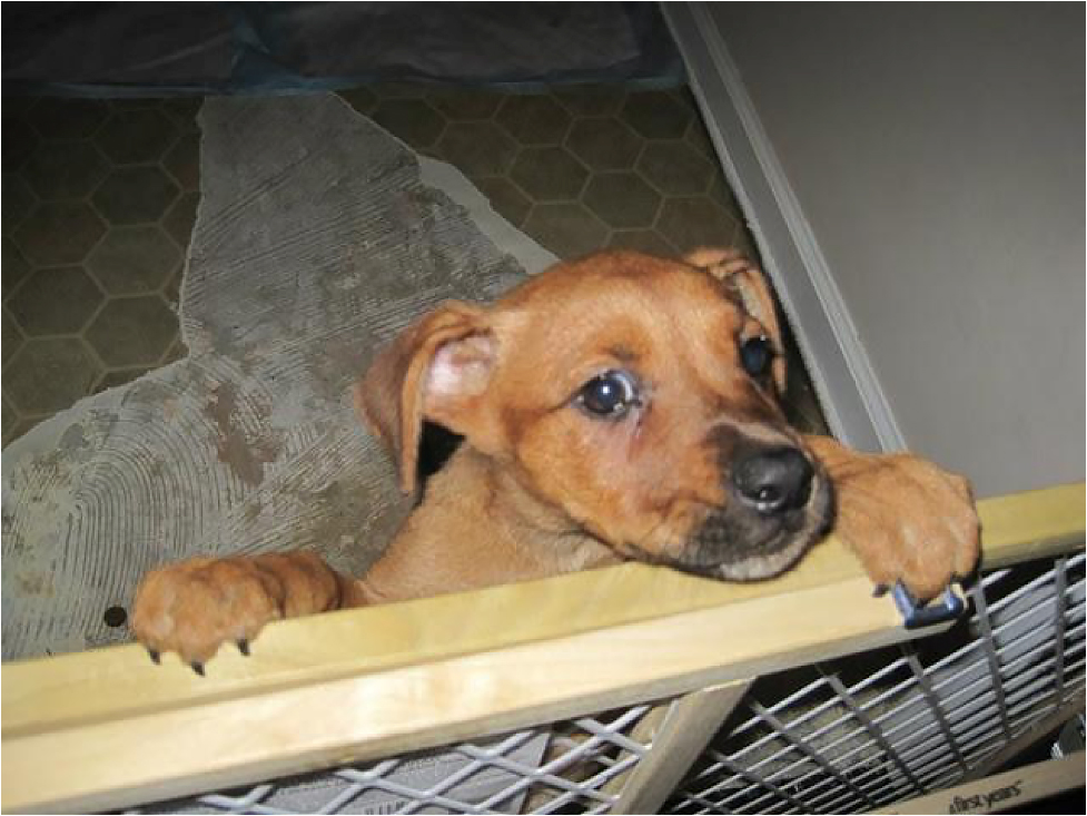 Puppy peering over puppy gate