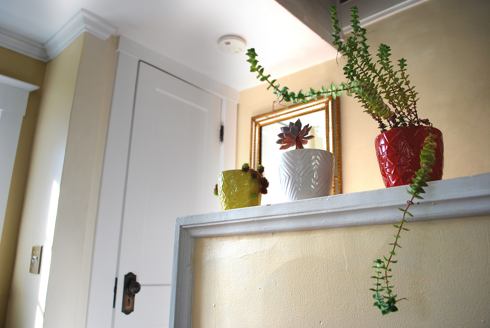 Succulents in a home