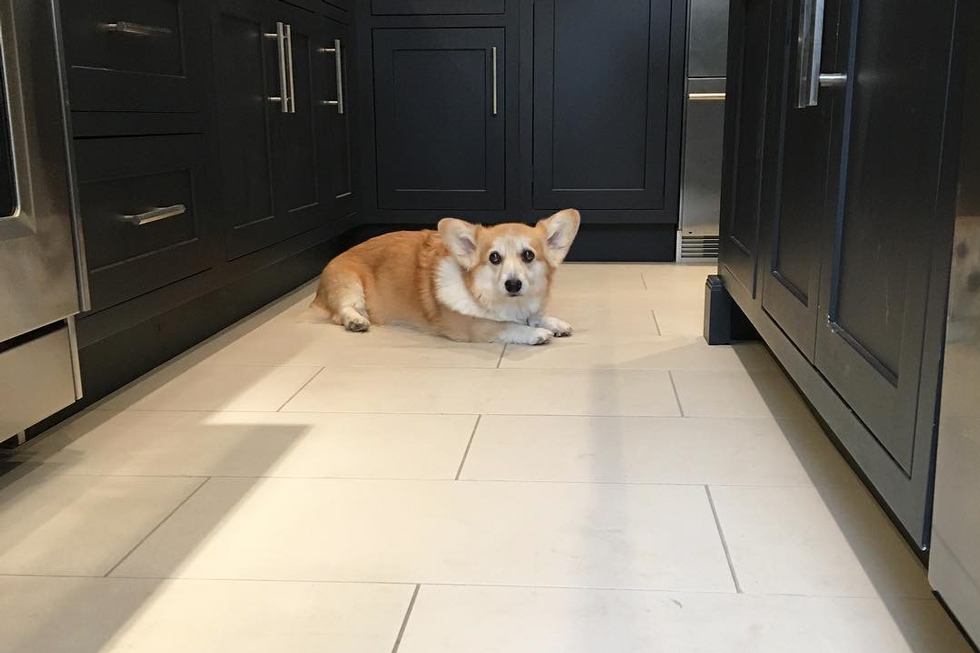 A corgi sitting on a glazed tile kitchen floor