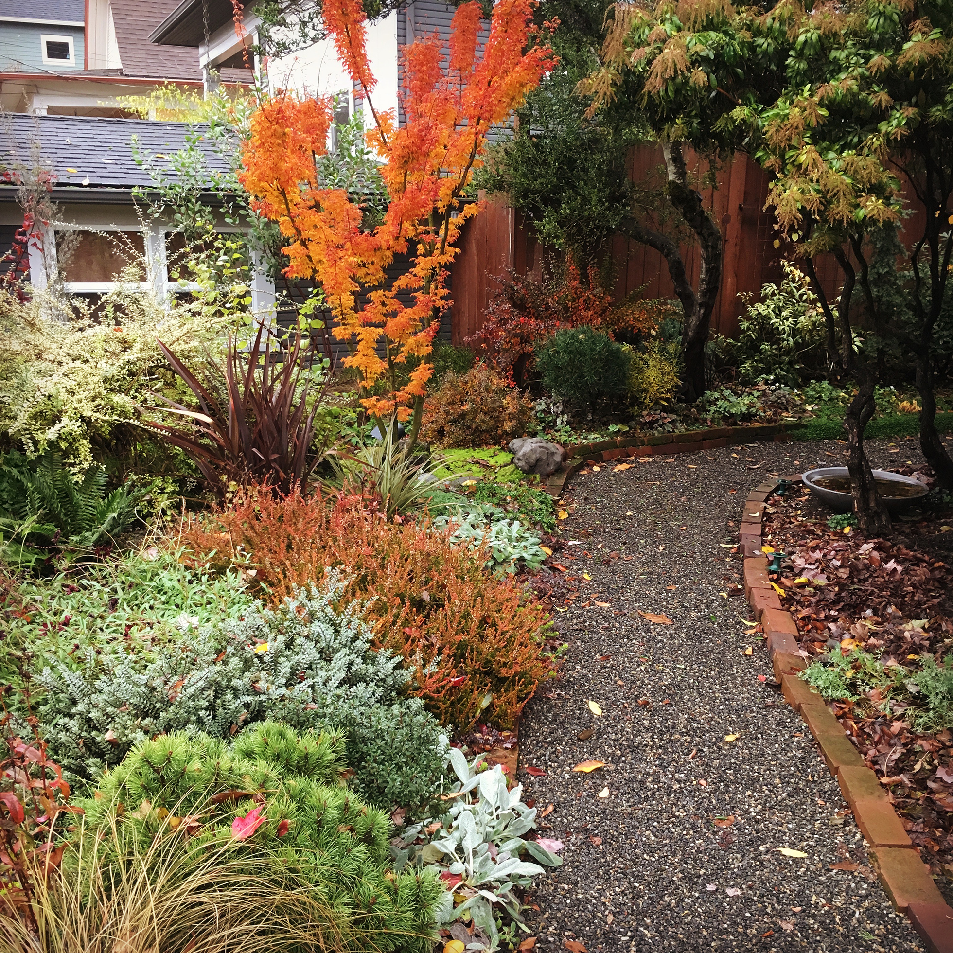 Garden path lined with bushes alive with fall colors