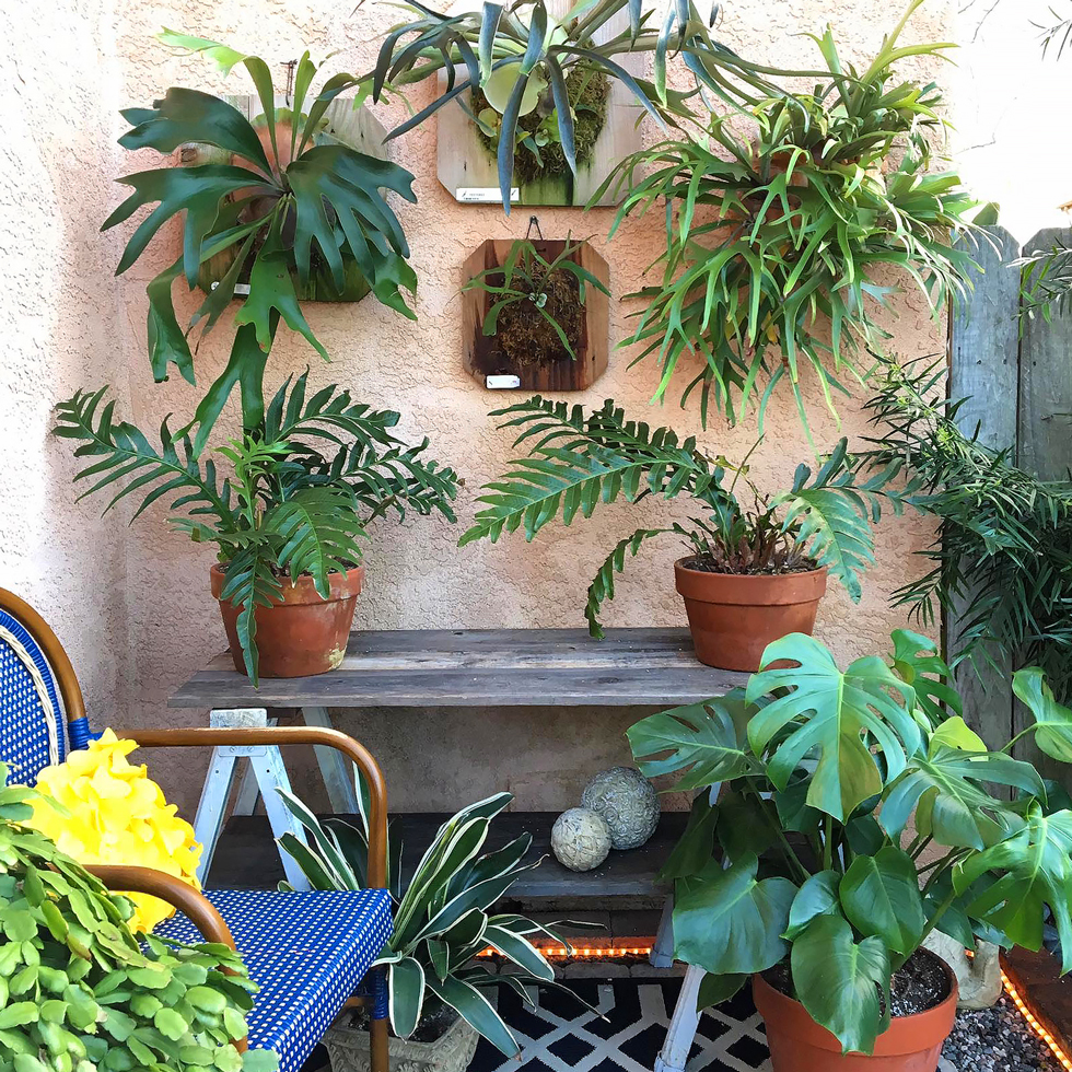 Green plants hanging on a stucco outdoor wall