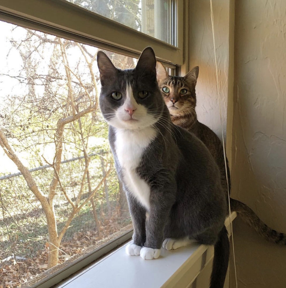 Two cats sitting on window sill of open window