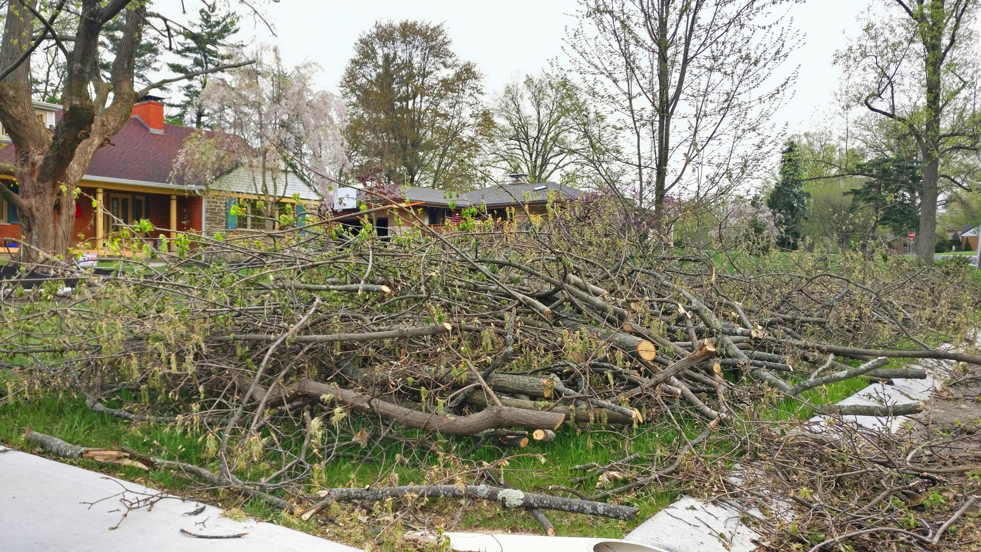 Pruned and damaged branches piled next to the street
