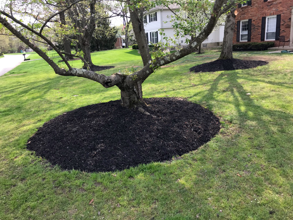 Tree in front yard with summer mulch
