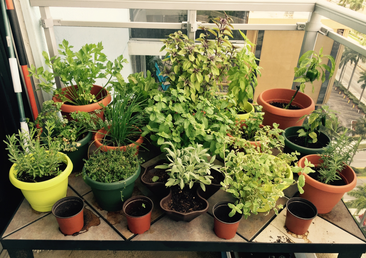 Potted herb plants on a tiled balcony