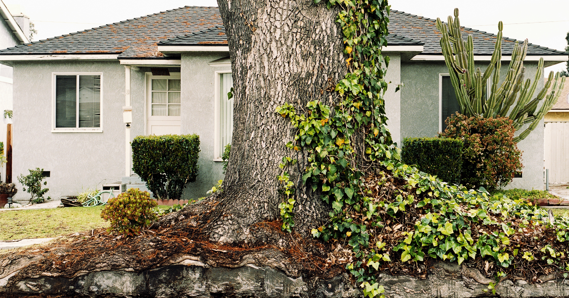 Large tree planted too close to a house