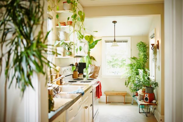 A room filled with plants that lets natural light in to exemplify some wellness home design trends.