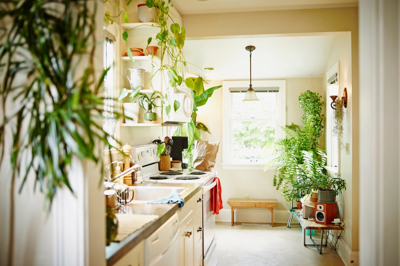 A room filled with plants that lets natural light in to exemplify some wellness home design trends.